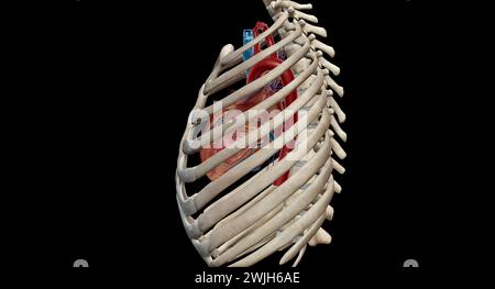 Das Herz ist ein muskuläres Organ, das Blut durch das Kreislaufsystem zirkuliert und es durch den Körper pumpt 3D-Rendering Stockfoto