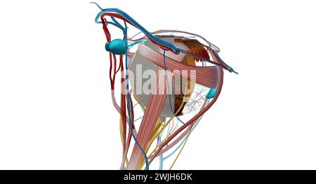 Der Tränenapparat ist das physiologische System, das die Orbitalstrukturen für die Tränenproduktion und Drainage enthält. 3D-Rendering Stockfoto