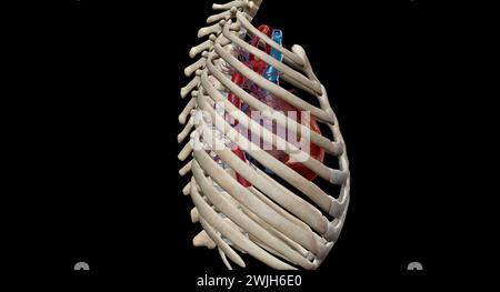 Das Herz ist ein muskuläres Organ, das Blut durch das Kreislaufsystem zirkuliert und es durch den Körper pumpt 3D-Rendering Stockfoto