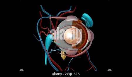 Der Tränenapparat ist das physiologische System, das die Orbitalstrukturen für die Tränenproduktion und Drainage enthält. 3D-Rendering Stockfoto