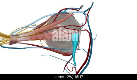 Der Tränenapparat ist das physiologische System, das die Orbitalstrukturen für die Tränenproduktion und Drainage enthält. 3D-Rendering Stockfoto