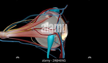 Der Tränenapparat ist das physiologische System, das die Orbitalstrukturen für die Tränenproduktion und Drainage enthält. 3D-Rendering Stockfoto