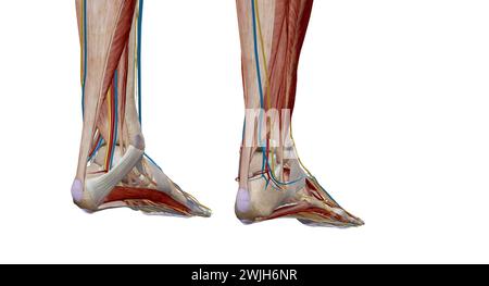 Jeder Fuß hat 28 Knochen, 30 Gelenke und mehr als 100 Muskeln, Bänder und Sehnen.3D-Rendering Stockfoto