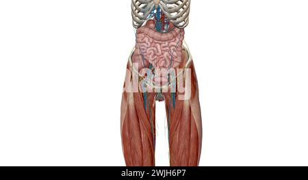 Das Becken ist der untere Teil des Rumpfes, der sich zwischen dem Bauch und den unteren Extremitäten befindet.3D-Rendering Stockfoto