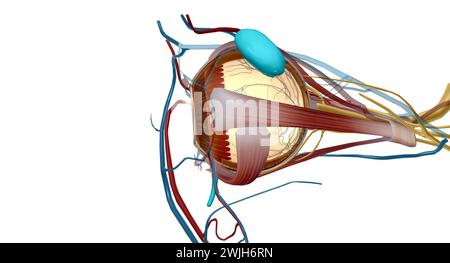 Der Tränenapparat ist das physiologische System, das die Orbitalstrukturen für die Tränenproduktion und Drainage enthält. 3D-Rendering Stockfoto