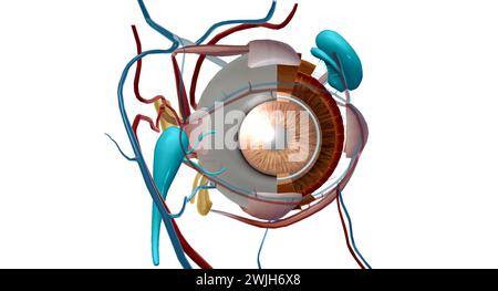 Der Tränenapparat ist das physiologische System, das die Orbitalstrukturen für die Tränenproduktion und Drainage enthält. 3D-Rendering Stockfoto