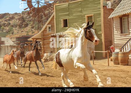 Wilde Pferde laufen im wilden Westen der amerikanischen Grenze. Stockfoto