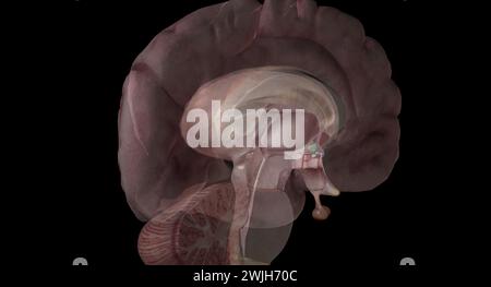 Die Hypophyse ist eine kleine erbsengroße Drüse, die eine wichtige Rolle bei der Regulierung lebenswichtiger Körperfunktionen und des allgemeinen Wohlbefindens spielt. 3D-Rendering Stockfoto