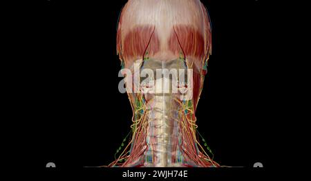 An der Kreuzung zwischen Kopf und Hals befinden sich fünf Gruppen von Lymphknoten, die den perizervikalen Lymphkreislauf bilden, auch PerizervikalCo genannt Stockfoto