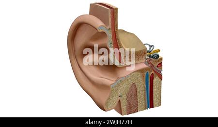 Ein Ohr ist das Organ, das das Hören und, bei Säugetieren, das Körpergleichgewicht mithilfe des vestibulären Systems ermöglicht. 3D-Rendering Stockfoto