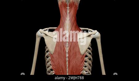 Muskeln bilden einen großen Teil der Anatomie (Struktur) des Rückens. Sie beginnen oben am Hals und gehen bis zum Schwanzbein. 3D-Rendering Stockfoto