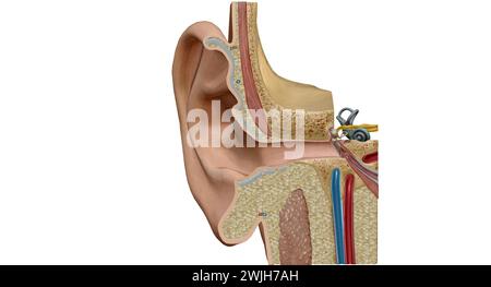 Ein Ohr ist das Organ, das das Hören und, bei Säugetieren, das Körpergleichgewicht mithilfe des vestibulären Systems ermöglicht. 3D-Rendering Stockfoto