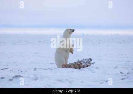 Eisbär Ursus maritimus säen stehenden Walfang entlang einer Barriereinsel an der arktischen Küste ANWR Alaska Stockfoto