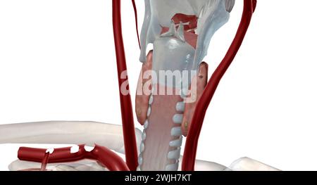 Es handelt sich um eine endokrine Drüse, da es ein Parathormon ausschüttet, das den Calciumspiegel im Blut kontrolliert. 3D-Rendering Stockfoto