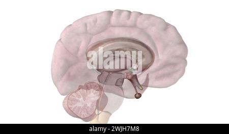 Die Hypophyse ist eine kleine erbsengroße Drüse, die eine wichtige Rolle bei der Regulierung lebenswichtiger Körperfunktionen und des allgemeinen Wohlbefindens spielt. 3D-Rendering Stockfoto