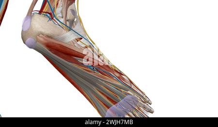 Jeder Fuß hat 28 Knochen, 30 Gelenke und mehr als 100 Muskeln, Bänder und Sehnen.3D-Rendering Stockfoto