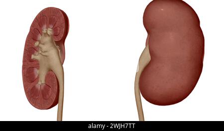 Jede Niere besteht aus einer äußeren Nierenrinde, einem inneren Nierenmark und einem 3D-Rendering des Nierenbeckens Stockfoto