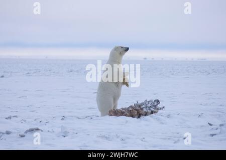 Eisbär Ursus maritimus säen stehenden Walfang entlang einer Barriereinsel an der arktischen Küste ANWR Alaska Stockfoto