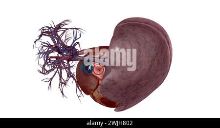 Pulmonalarterien sind Blutgefäße, die Blut vom Herzen in die Lunge mit 3D-Rendering transportieren Stockfoto