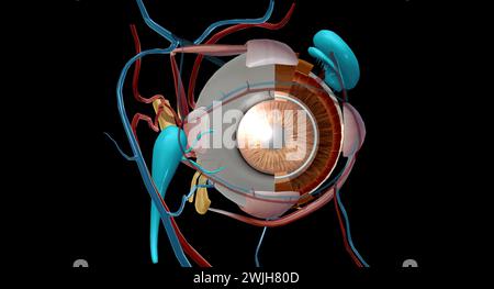 Der Tränenapparat ist das physiologische System, das die Orbitalstrukturen für die Tränenproduktion und Drainage enthält. 3D-Rendering Stockfoto