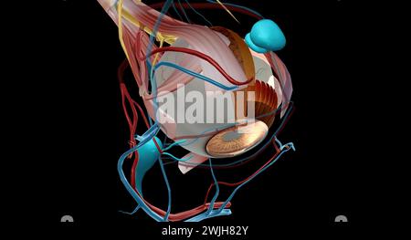 Der Tränenapparat ist das physiologische System, das die Orbitalstrukturen für die Tränenproduktion und Drainage enthält. 3D-Rendering Stockfoto