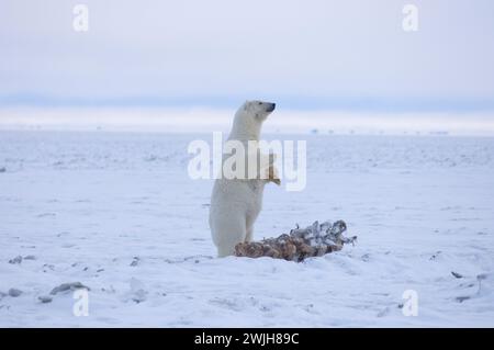 Eisbär Ursus maritimus säen stehenden Walfang entlang einer Barriereinsel an der arktischen Küste ANWR Alaska Stockfoto