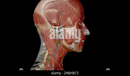 An der Kreuzung zwischen Kopf und Hals befinden sich fünf Gruppen von Lymphknoten, die den perizervikalen Lymphkreislauf bilden, auch PerizervikalCo genannt Stockfoto