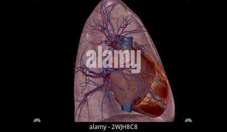 Pulmonalarterien sind Blutgefäße, die Blut vom Herzen in die Lunge mit 3D-Rendering transportieren Stockfoto