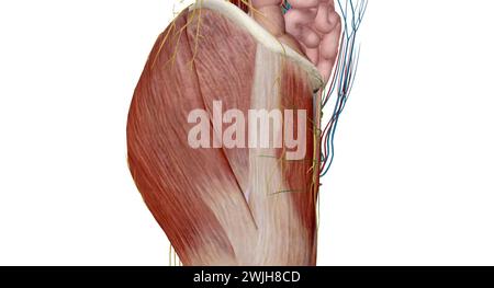 Das Becken ist der untere Teil des Rumpfes, der sich zwischen dem Bauch und den unteren Extremitäten befindet.3D-Rendering Stockfoto