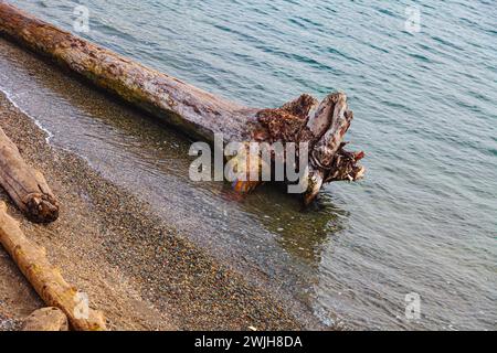 Treibholz wurde an einem Strand in Sidney, British Columbia, Kanada, gespült Stockfoto