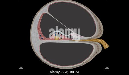 Die Cochlea ist der p des Innenohrs, der am Hören beteiligt ist. 3D-Rendering Stockfoto