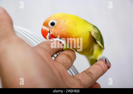 Turteltauben sind sehr schön. In den Händen von Männern Stockfoto