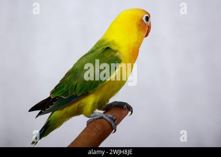 Turniervögel sind sehr schön. An den Fingern Stockfoto