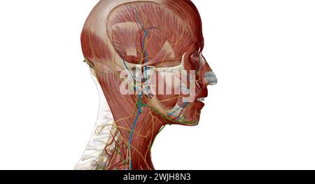 An der Kreuzung zwischen Kopf und Hals befinden sich fünf Gruppen von Lymphknoten, die den perizervikalen Lymphkreislauf bilden, auch PerizervikalCo genannt Stockfoto