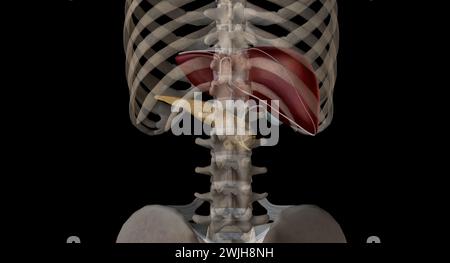 Als endokrines Organ sezerniert die Bauchspeicheldrüse die Hormone Insulin und Glukagon. Die Leber sezerniert insulinähnliche Wachstumsfaktoren als Reaktion auf Stimulat Stockfoto