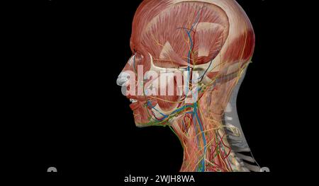 An der Kreuzung zwischen Kopf und Hals befinden sich fünf Gruppen von Lymphknoten, die den perizervikalen Lymphkreislauf bilden, auch PerizervikalCo genannt Stockfoto