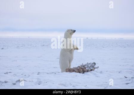 Eisbär Ursus maritimus säen stehenden Walfang entlang einer Barriereinsel an der arktischen Küste ANWR Alaska Stockfoto