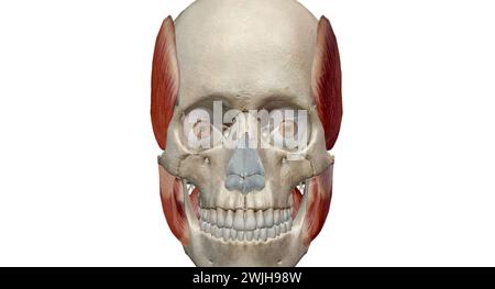 Die Kaumuskeln sind eine Gruppe von Muskeln, die aus den Muskeln temporalis, Masseter, mediale pterygoideale und laterale pterygoideale Muskeln bestehen. 3D-Renderi Stockfoto