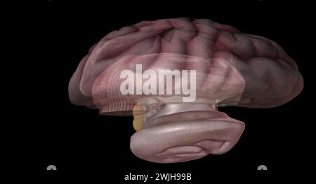 Die Zirbeldrüse produziert Melatonin, ein Serotonin-abgeleitetes Hormon, das Schlafmuster sowohl im zirkadianen als auch im saisonalen Zyklus moduliert. 3D-Rendering Stockfoto