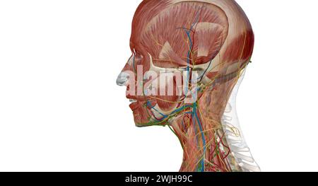 An der Kreuzung zwischen Kopf und Hals befinden sich fünf Gruppen von Lymphknoten, die den perizervikalen Lymphkreislauf bilden, auch PerizervikalCo genannt Stockfoto