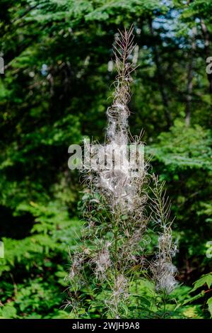 Wild-Wolfsmilch Pflanze im Herbst, die Verbreitung der Samen durch den wind Stockfoto