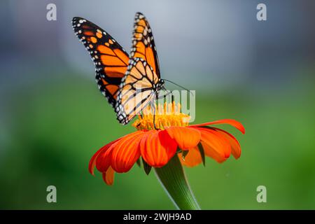 Der Monarchfalter oder einfach Monarch ist ein Milkweed-Schmetterling aus der Familie Nymphalidae. Stockfoto