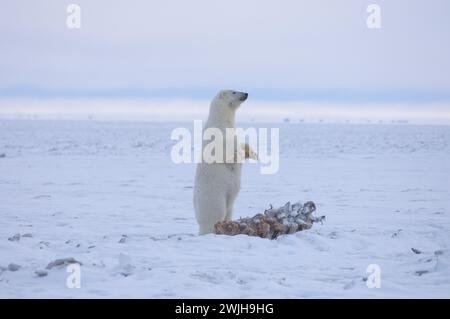 Eisbär Ursus maritimus säen stehenden Walfang entlang einer Barriereinsel an der arktischen Küste ANWR Alaska Stockfoto