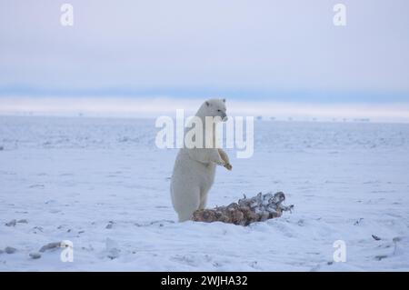 Eisbär Ursus maritimus säen stehenden Walfang entlang einer Barriereinsel an der arktischen Küste ANWR Alaska Stockfoto