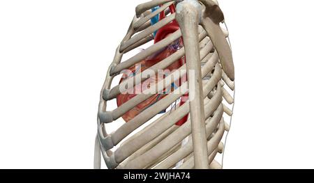 Das Herz ist ein muskuläres Organ, das Blut durch das Kreislaufsystem zirkuliert und es durch den Körper pumpt 3D-Rendering Stockfoto