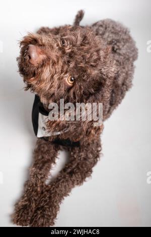 Alter brauner Hund mit schwarzem Kragen, der nach oben blickt Stockfoto