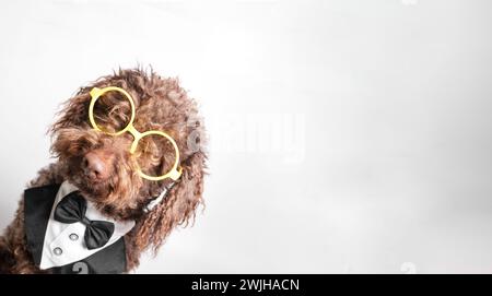 Ein kluger brauner Hund steht auf Hinterbeinen, trägt eine Brille und hebt eine Pfote Stockfoto