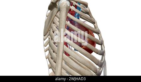 Das Herz ist ein muskuläres Organ, das Blut durch das Kreislaufsystem zirkuliert und es durch den Körper pumpt 3D-Rendering Stockfoto
