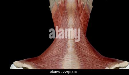 Diese Muskeln sind hauptsächlich für die Bewegung des Kopfes in alle Richtungen verantwortlich. 3D-Rendering Stockfoto