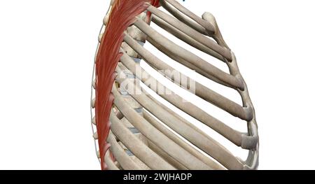 Die thorakale Wirbelsäule umfasst 12 Wirbel, die sich zwischen Hals und unterem Rücken befinden Stockfoto